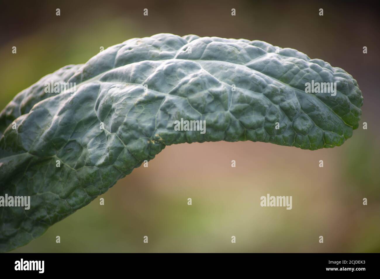 A blue-green kale leaf curves like a tongue in a summer greenhouse. Texture and defocused bokeh background, shot in golden hour sunlight with copy spa Stock Photo