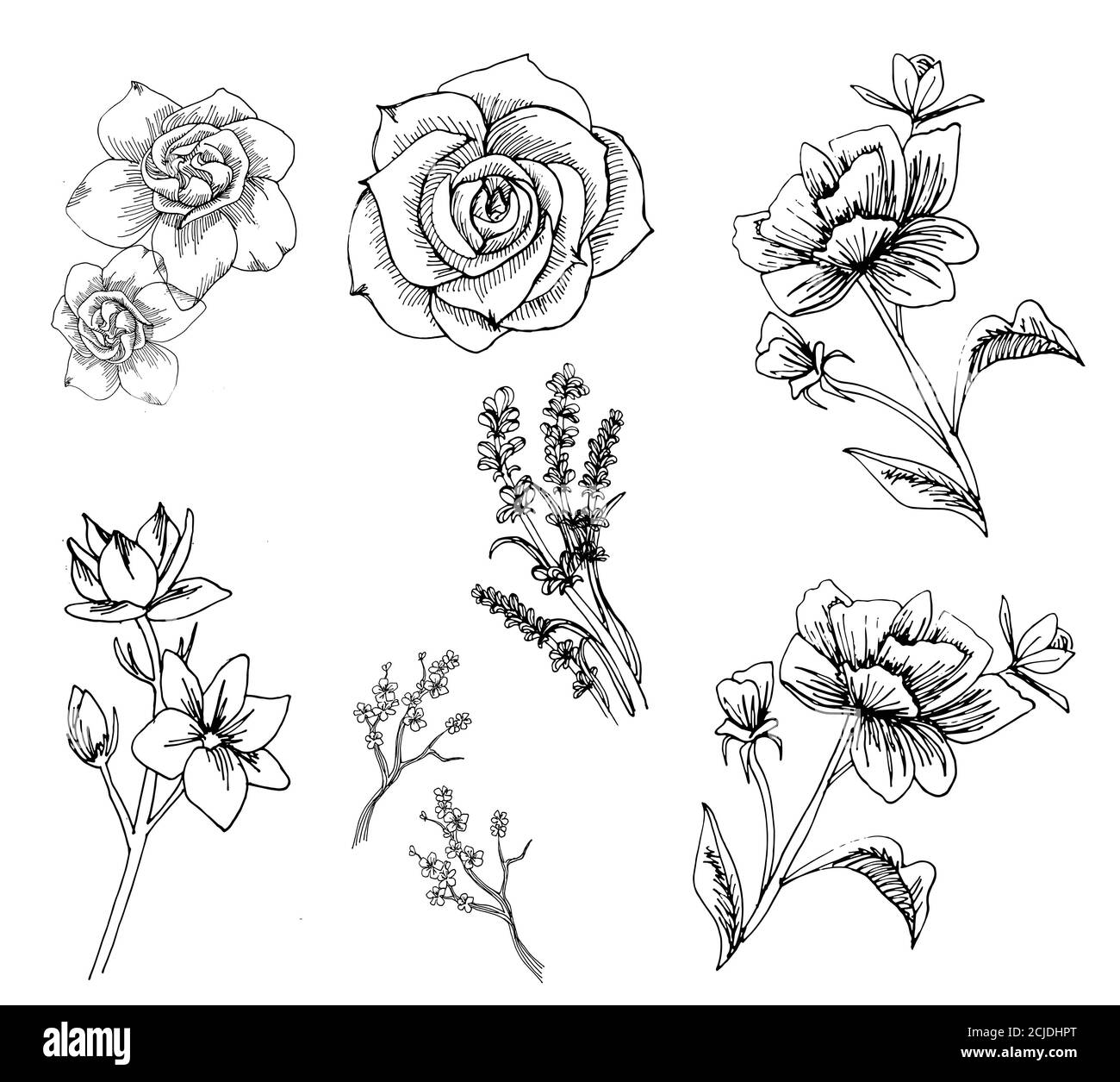 Rose Flower Illustration Pencil Vector Drawing fully Editable Stock Photo