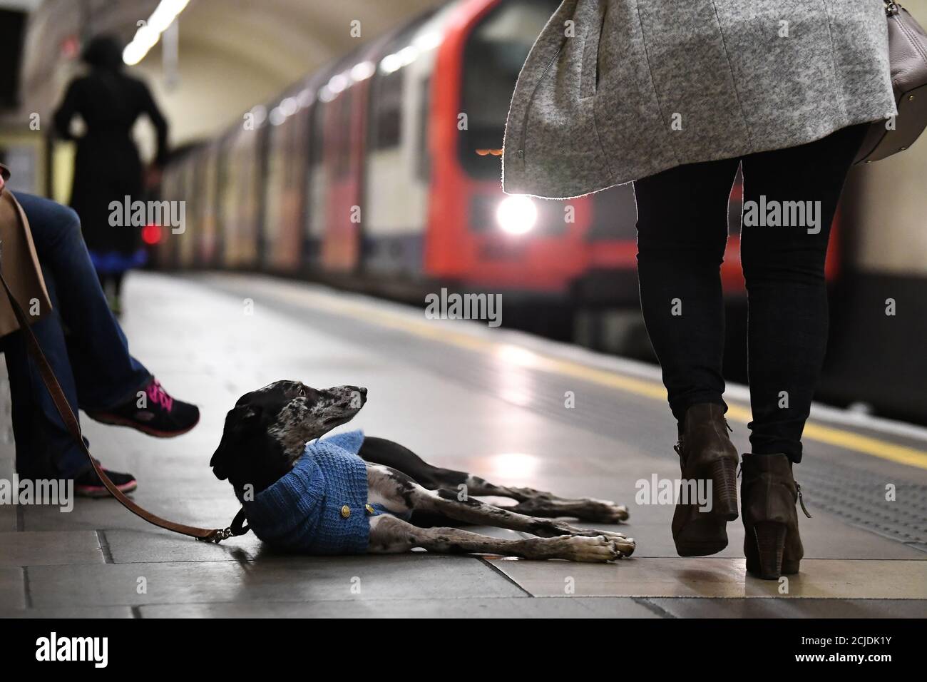 A Dog Looks At A Commuter As A Train Approaches The Platform On The Underground Tube In London Britain January 10 19 Reuters Clodagh Kilcoyne Stock Photo Alamy