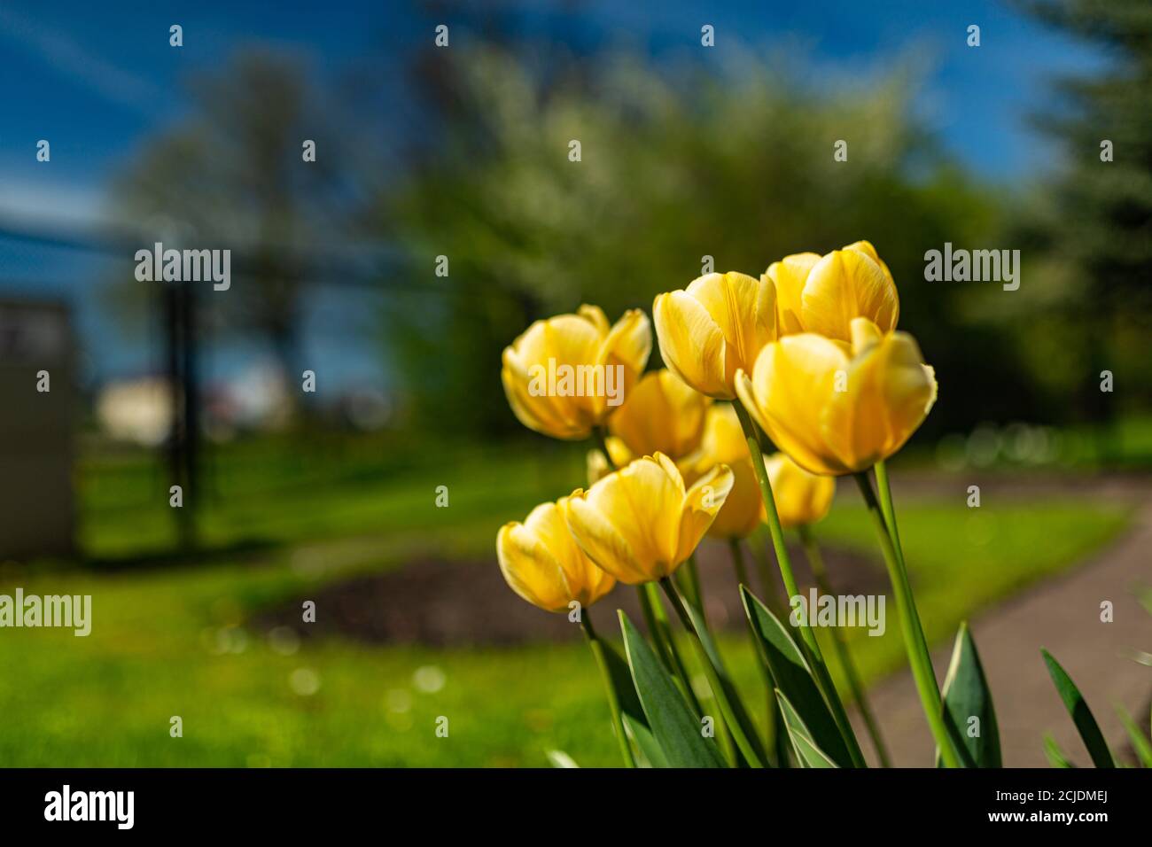 Yellow tulips in a park Stock Photo - Alamy