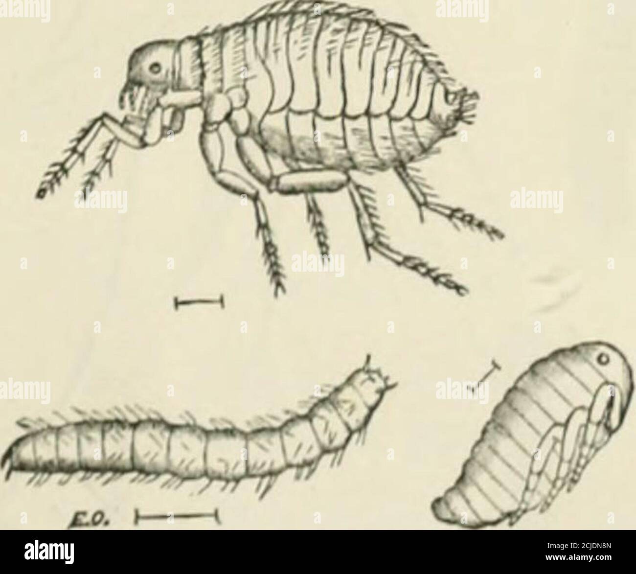 A Manual Of Injurious Insects With Methods Of Prevention And Remedy For Their Attacks To Food Crops Forest Trees And Fruit To Which Is Appended A Short Introduction To Entomology