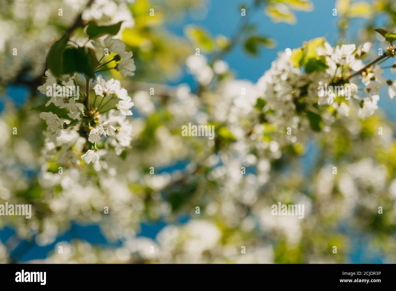 Low angle shot of cherry blossom with blurred background Stock Photo ...