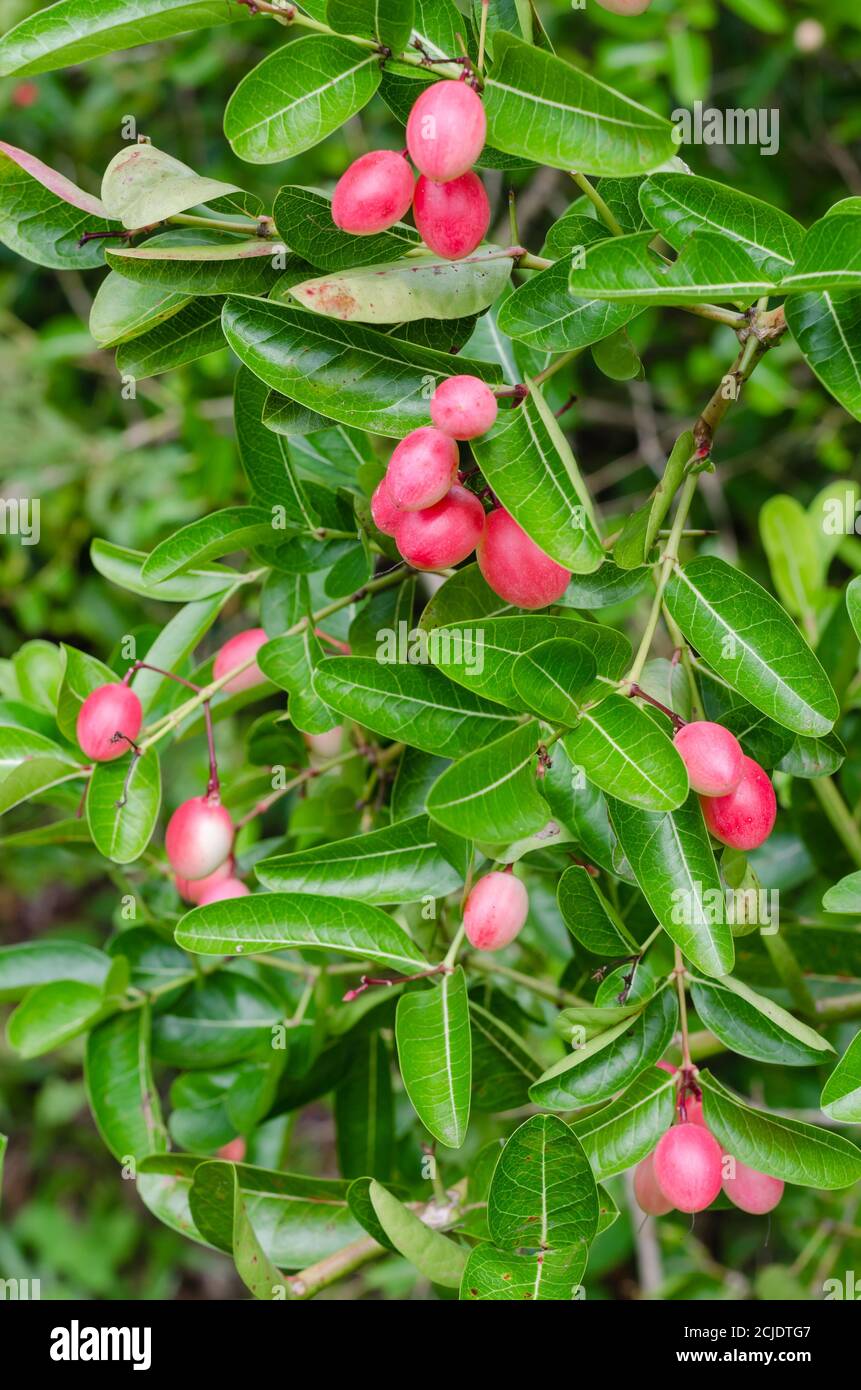 Carissa carandas hi-res stock photography and images - Alamy