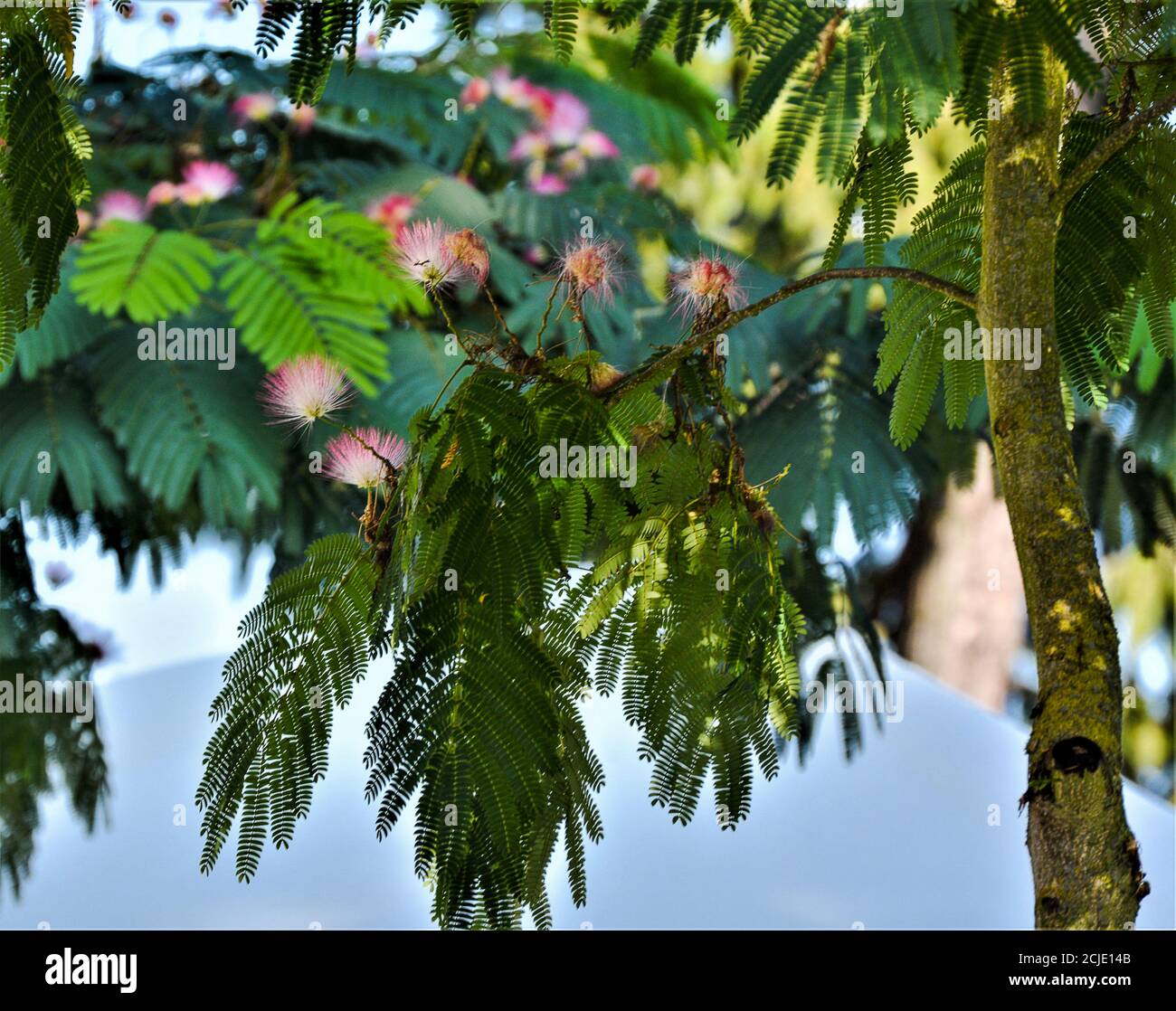 Persian silk tree, Albizia julibrissin var. Rosea is a type of palm with strange-looking flowers. Stock Photo