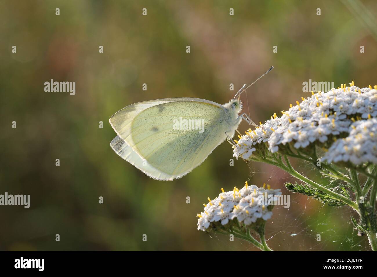Beautiful butterfly sitting on a plant Stock Photo - Alamy