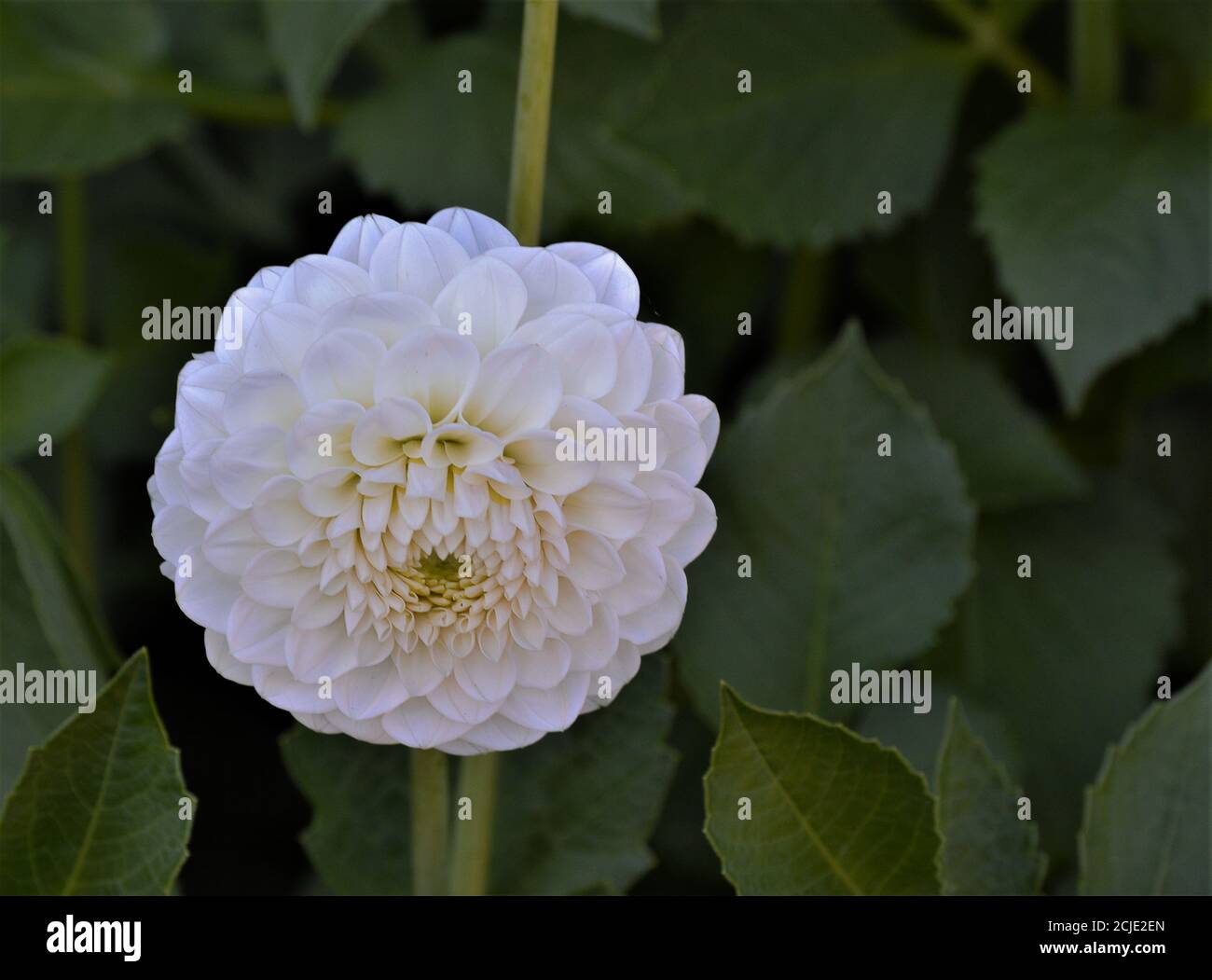 The flowers of the white pompom dahlias and the ball dahlias are spherical and compact. The petals form a tube because they are rolled up along the lo Stock Photo