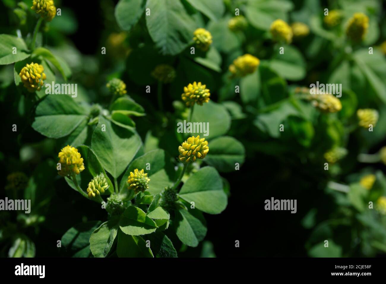 Yellow Medicago flowers with green leaves on a black background close up Stock Photo