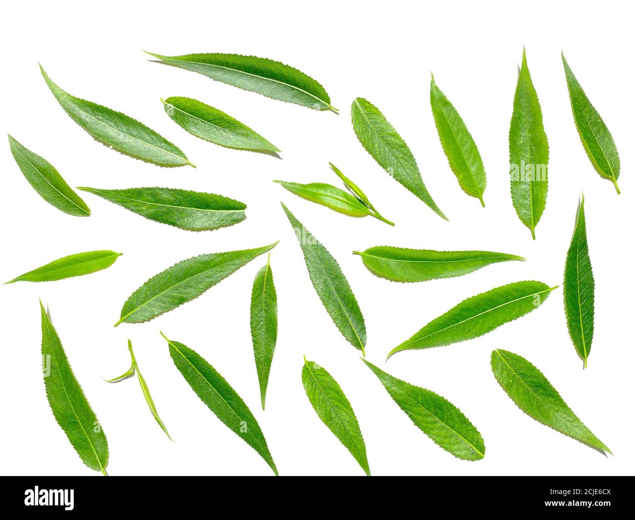 Green willow leaves on a white background Stock Photo