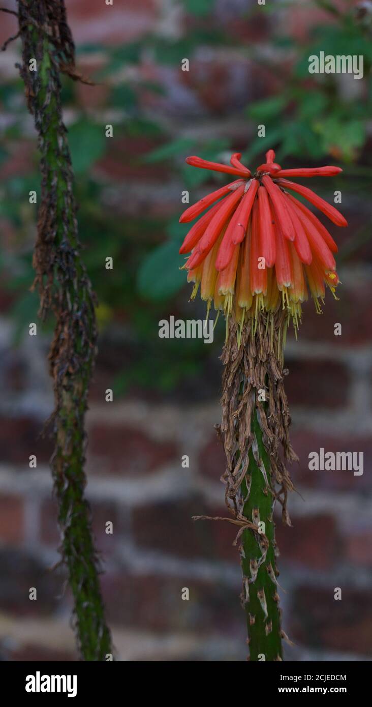 Portrait image of red hot poker in autumn with withering of petals Stock Photo