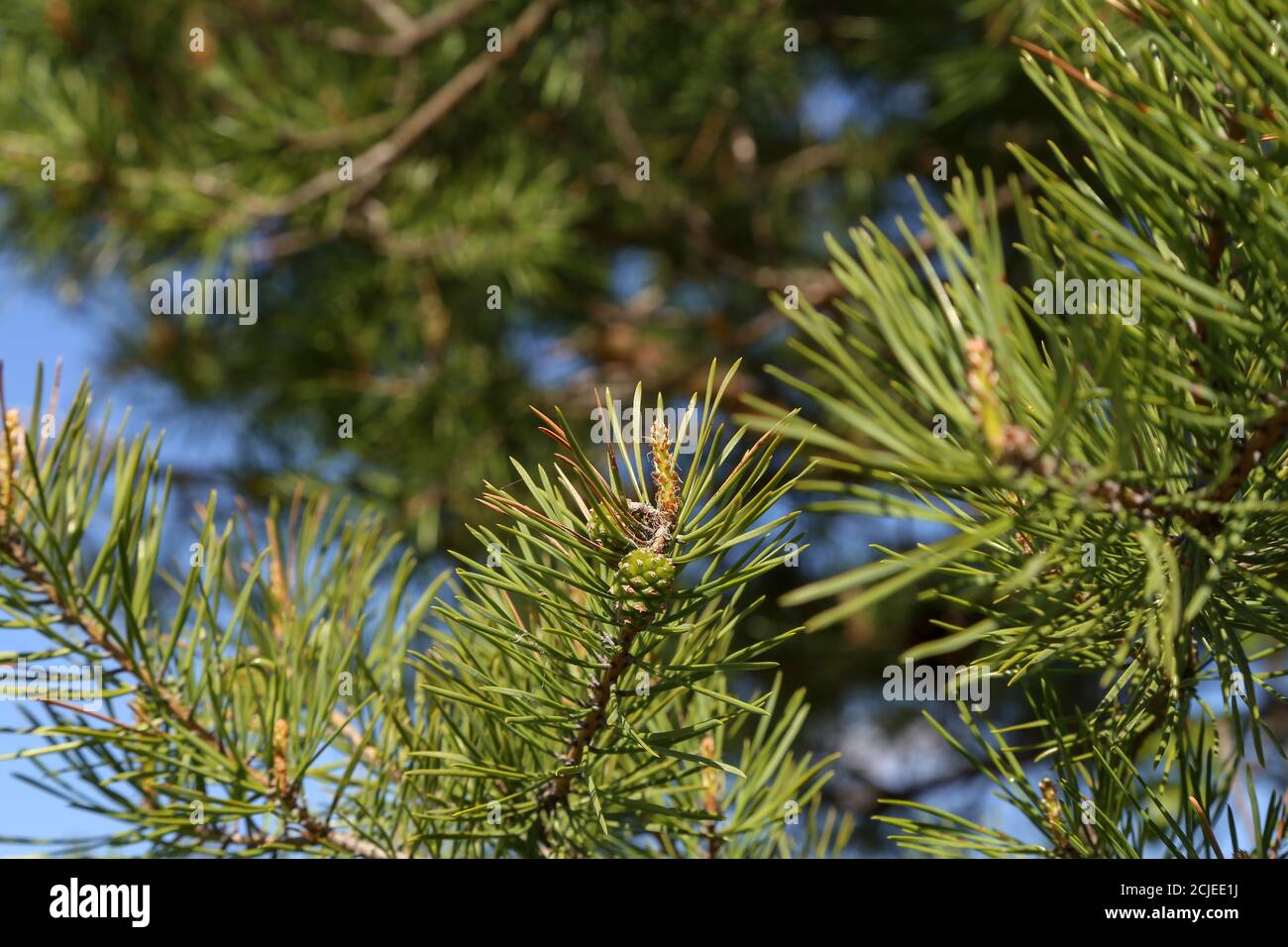 Closeup shot of a pine branch Stock Photo - Alamy