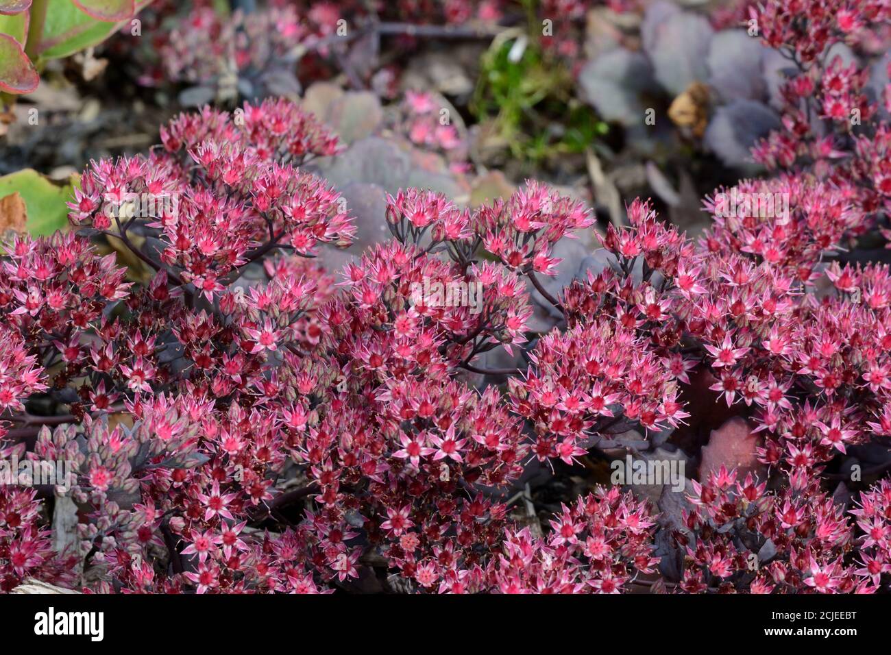 Sedum telephium Purple Emperor Stonecrop flowers Stock Photo