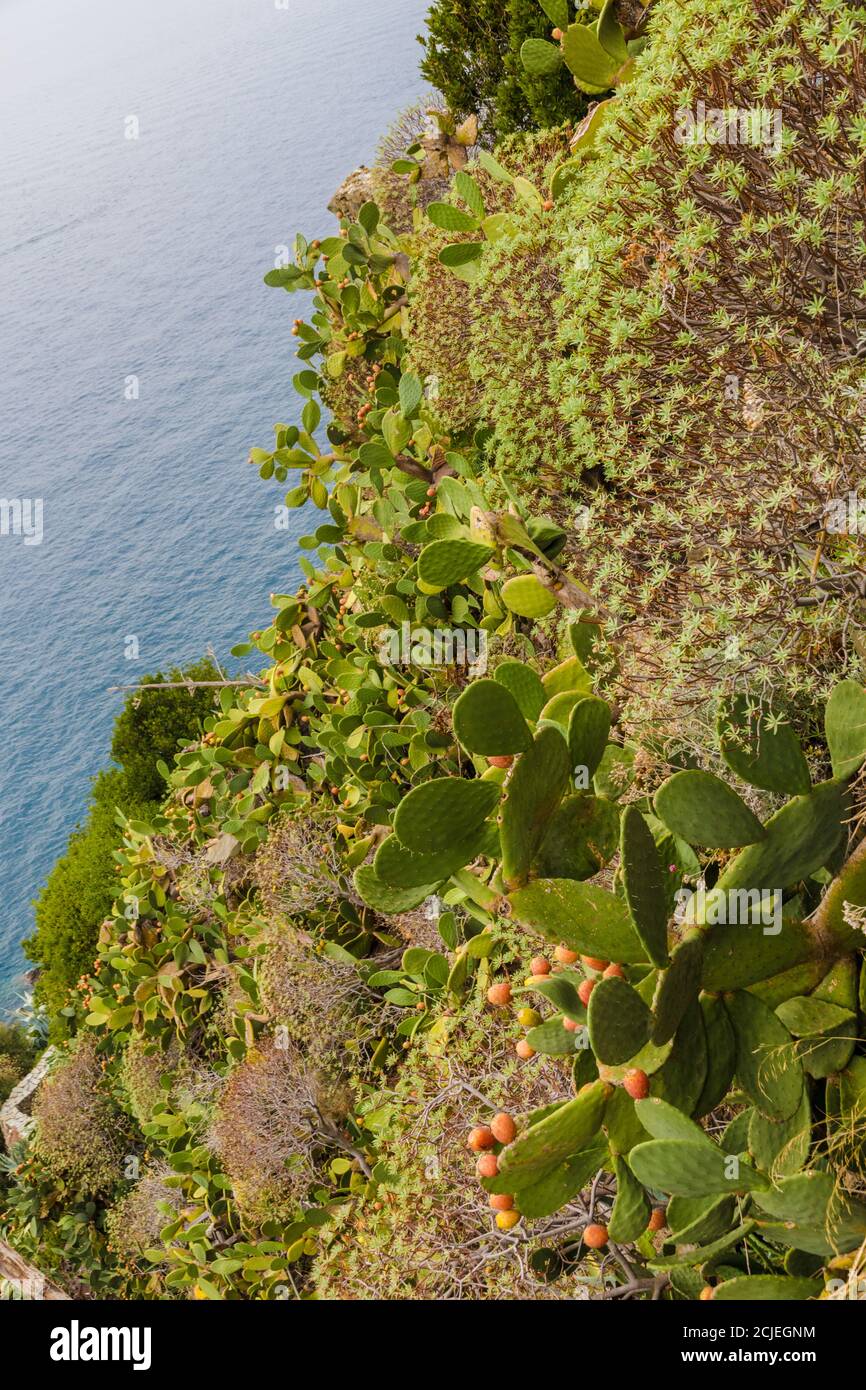 Nice close-up view of a steep cliff in the village Corniglia, where bushes of Euphorbia plants and prickly pear cactuses (Opuntia) grow, with the... Stock Photo