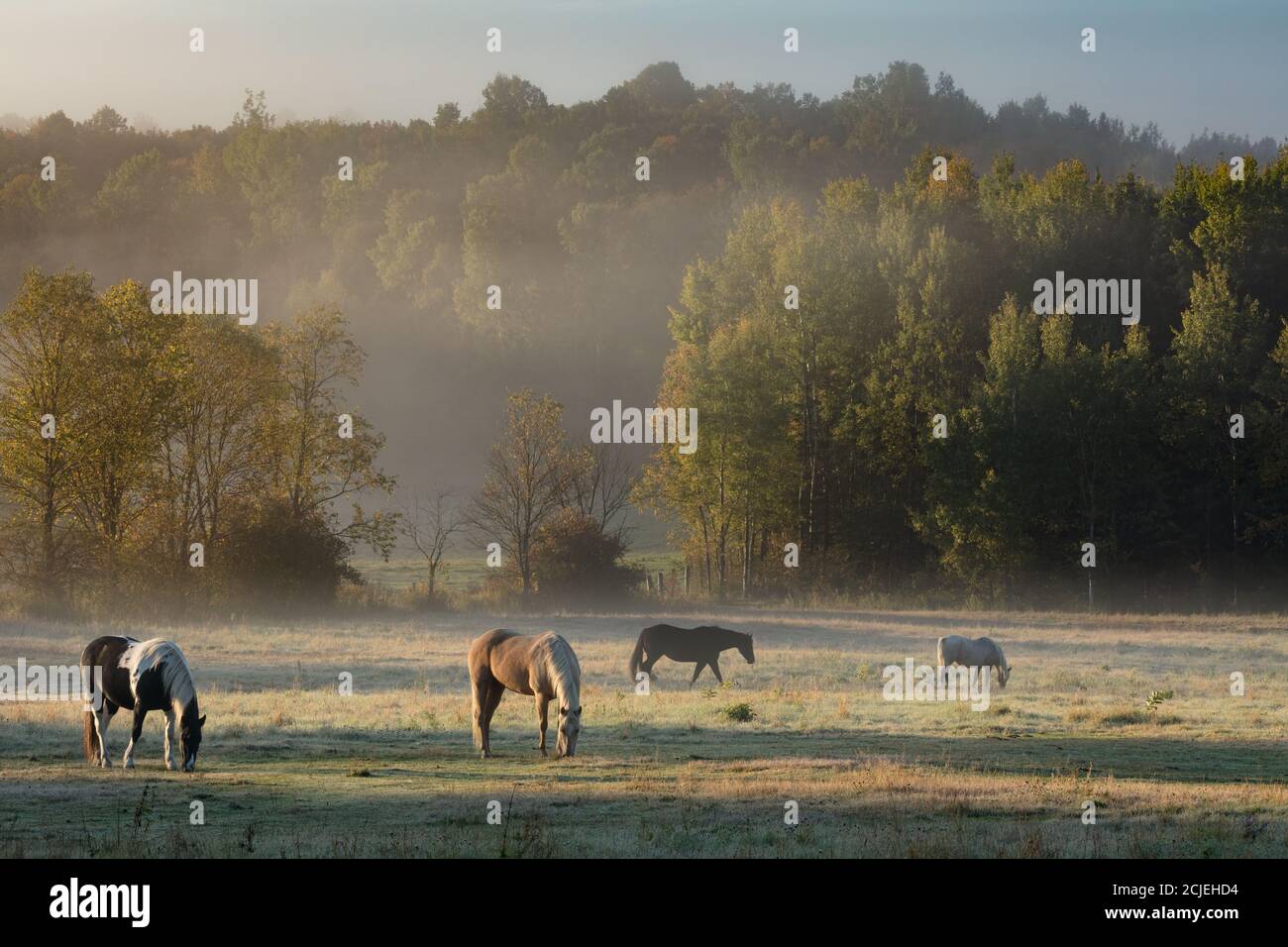 Horses in the mist on an autumn morning at Sainte-Cécile-de-Masham, Quebec, Canada Stock Photo