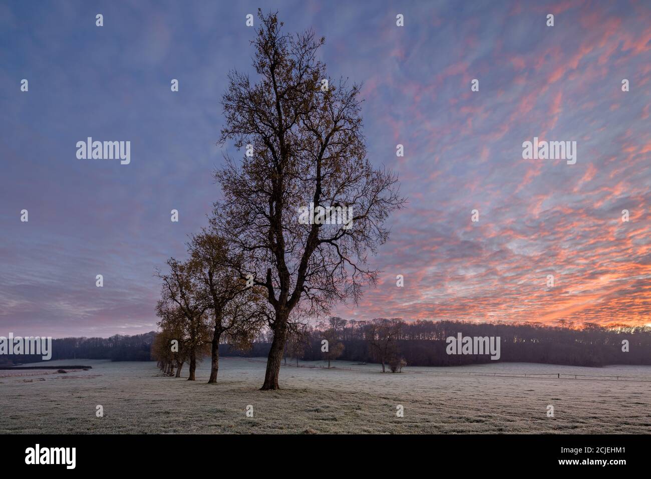 A frosty dawn by The Gallup on Venn Farm, Milborne Port, Sherborne, Dorset, England, UK Stock ...