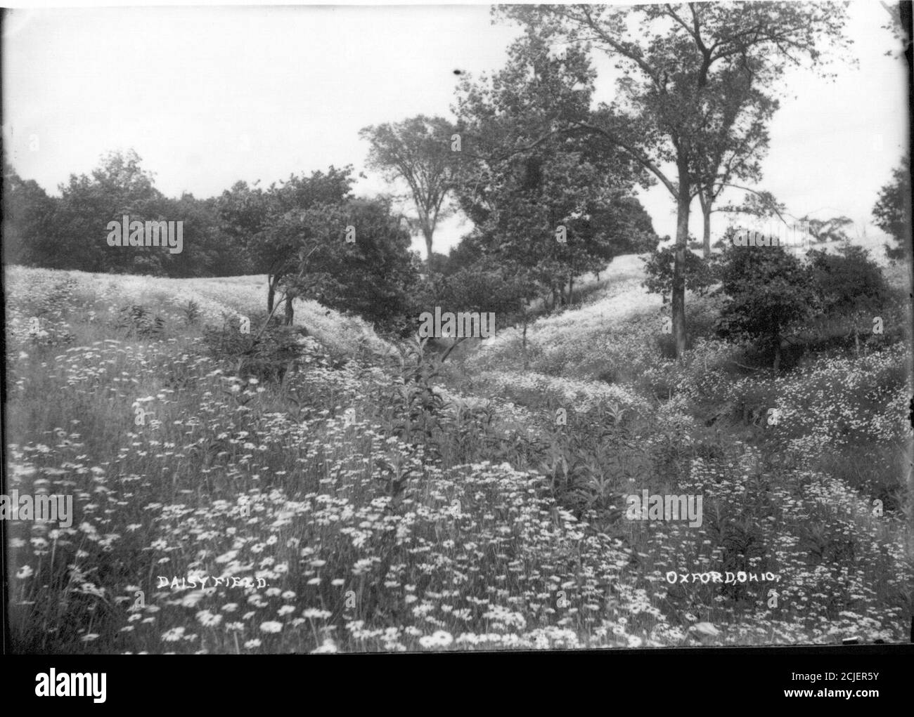 White daisy border on black Black and White Stock Photos & Images Alamy