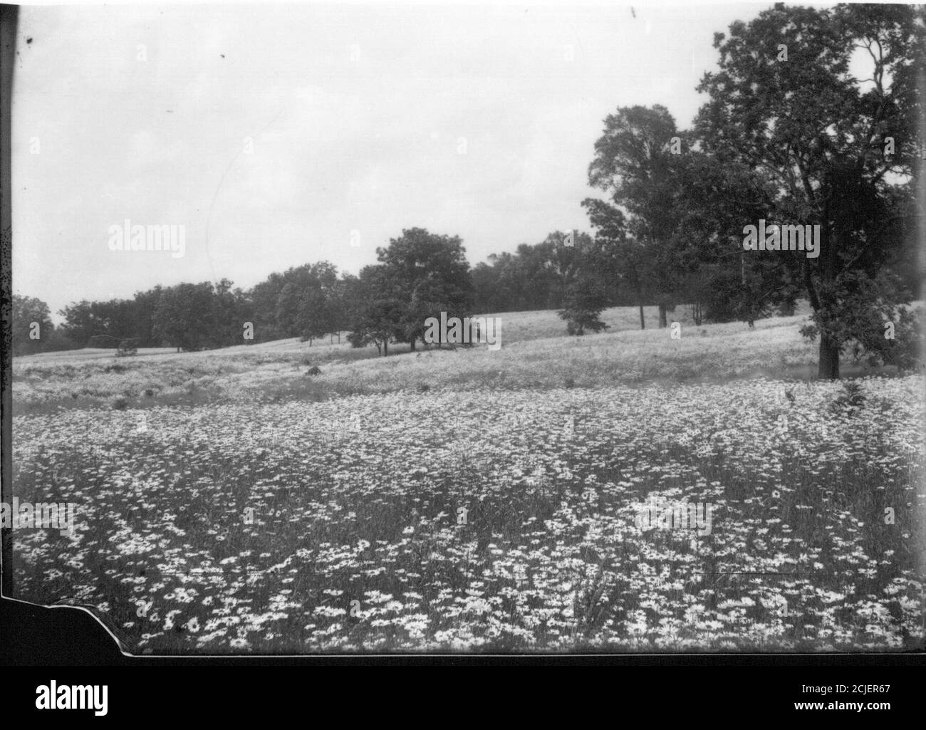White daisy border on black Black and White Stock Photos & Images Alamy