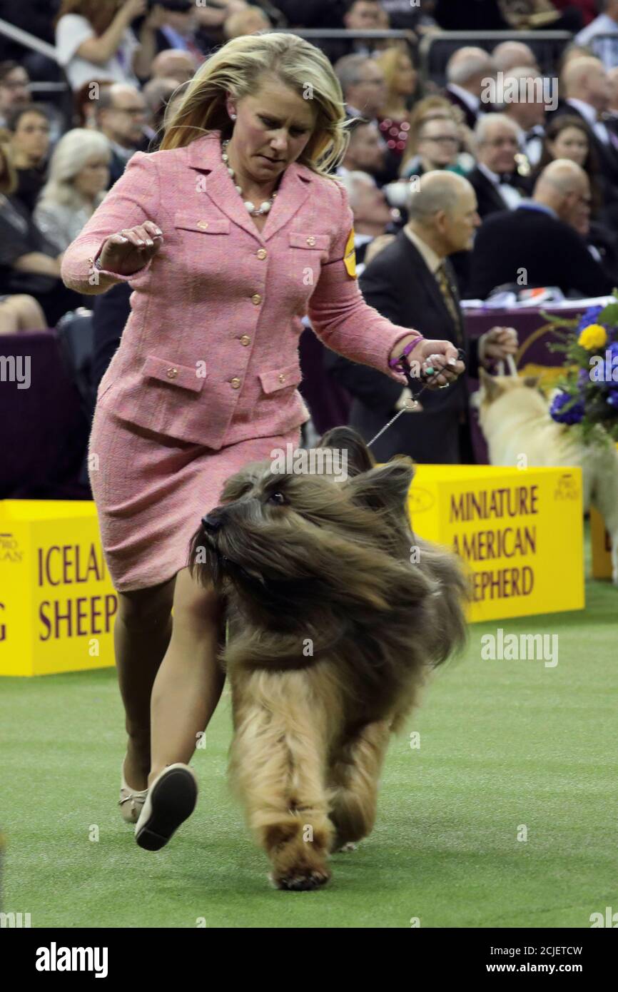 herding group westminster 2019