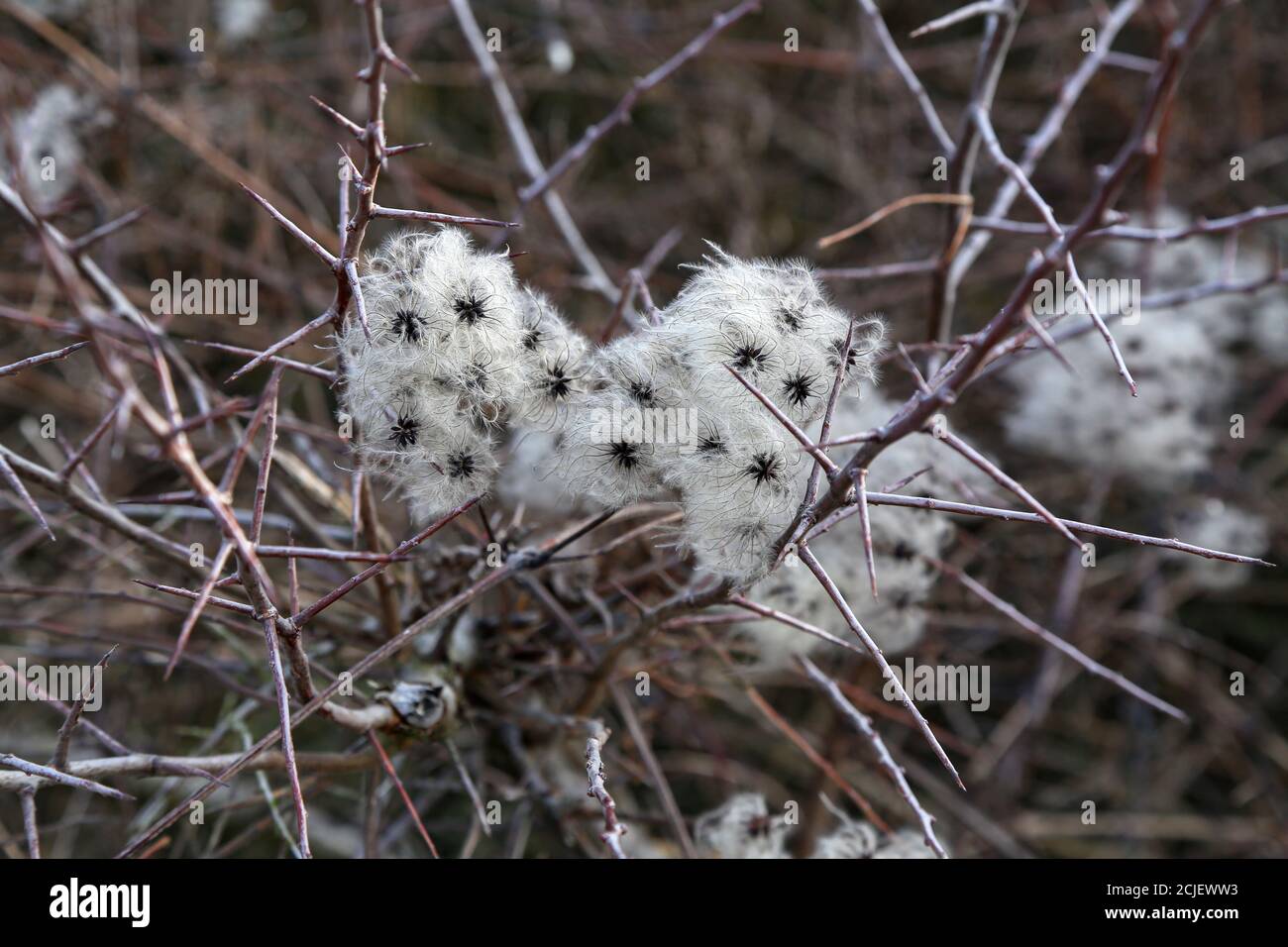 Closeup of seed heads with silky appendages of Wild Clematis Stock Photo