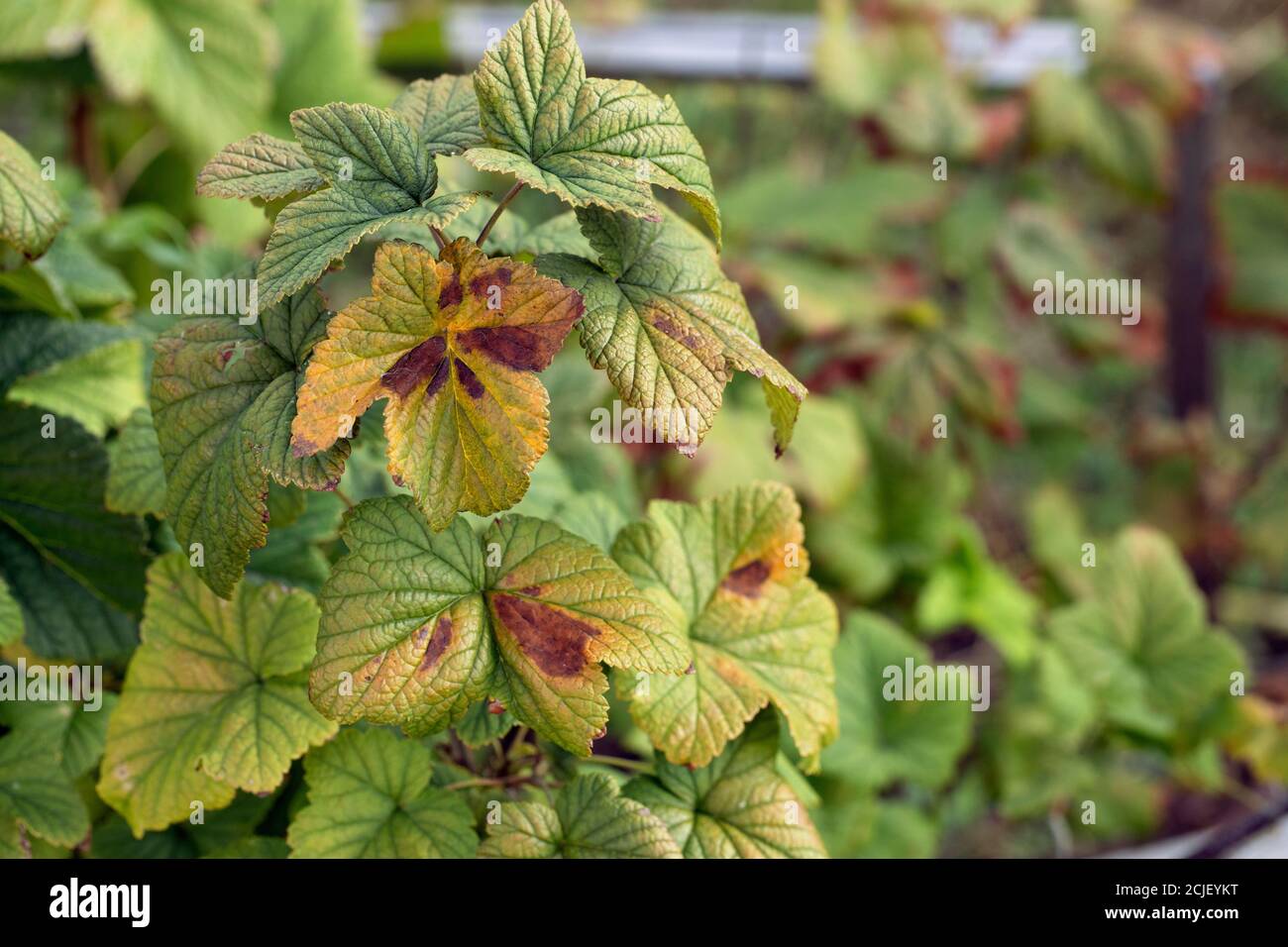 blackcurrant leaf damage as symptoms of fungal disease anthracnose Stock Photo