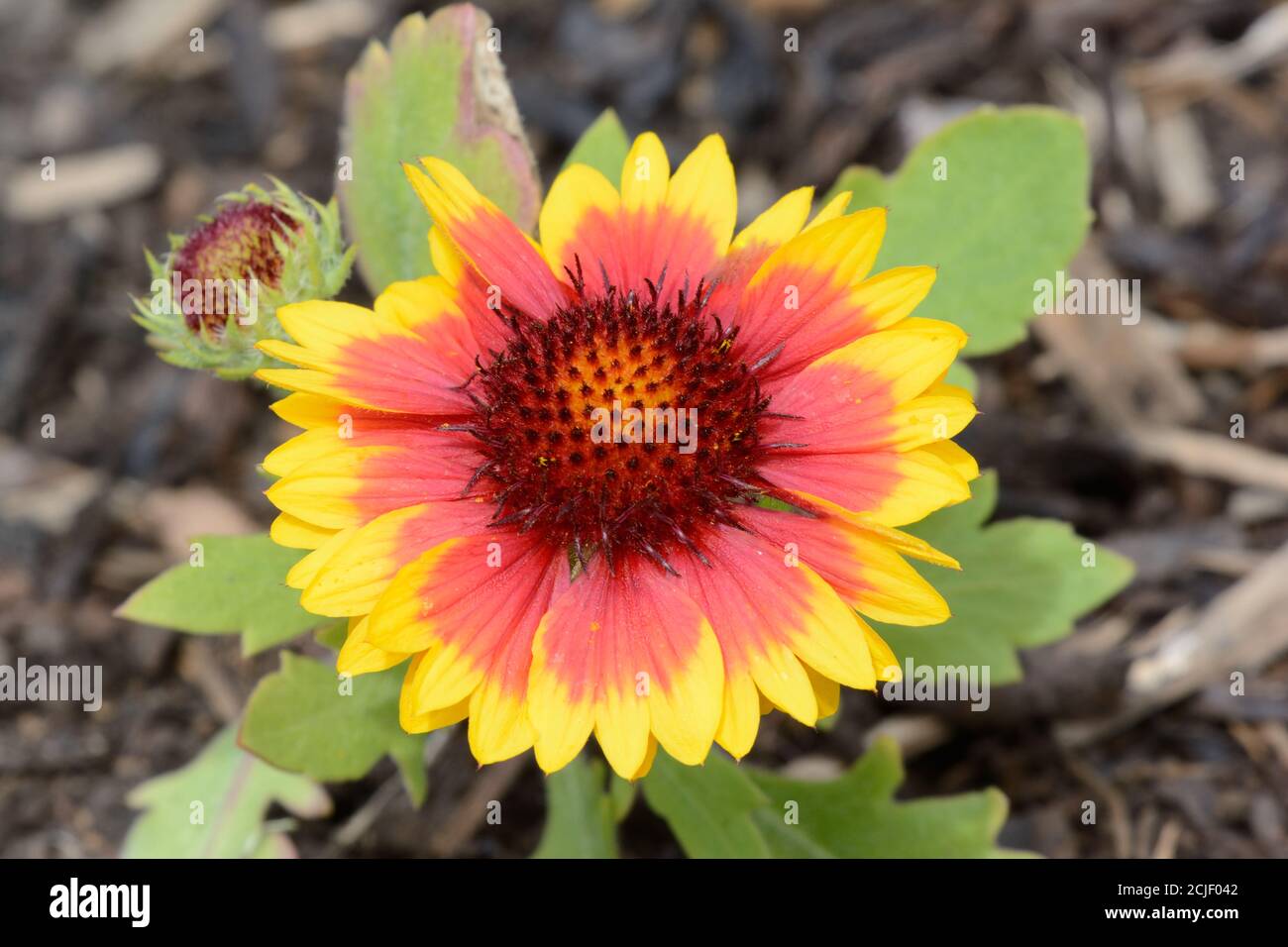Blanket flower hires stock photography and images Alamy