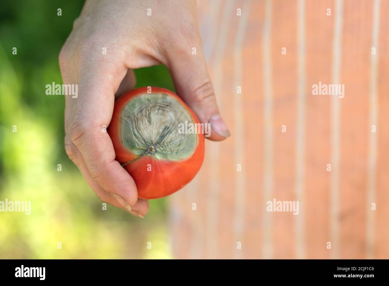 ripe red tomato with spoiled top of light green rot in hand Stock Photo