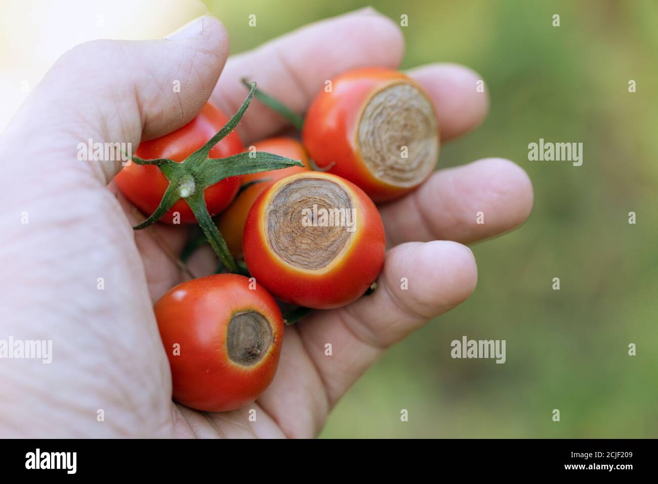 Sick Cherry tomatoes affected by disease vertex rot in hand Stock Photo