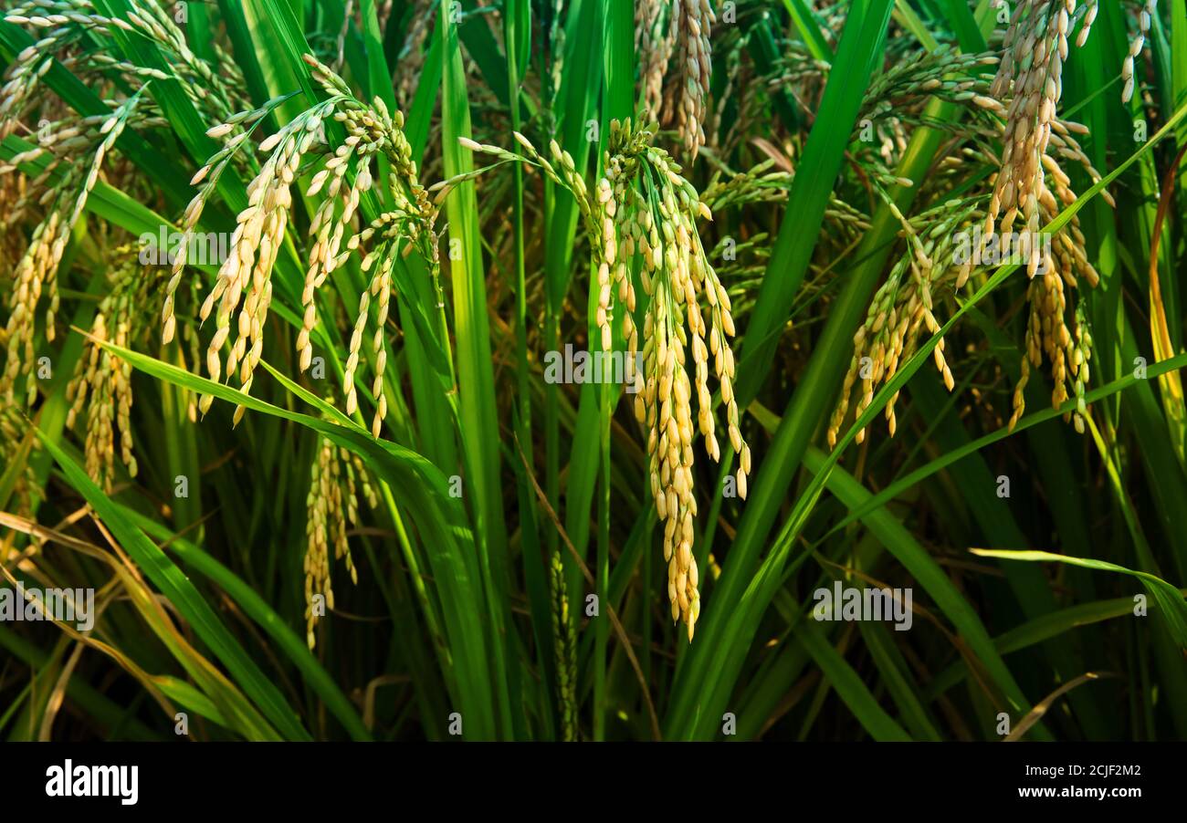 Rice grain feature Stock Photo - Alamy