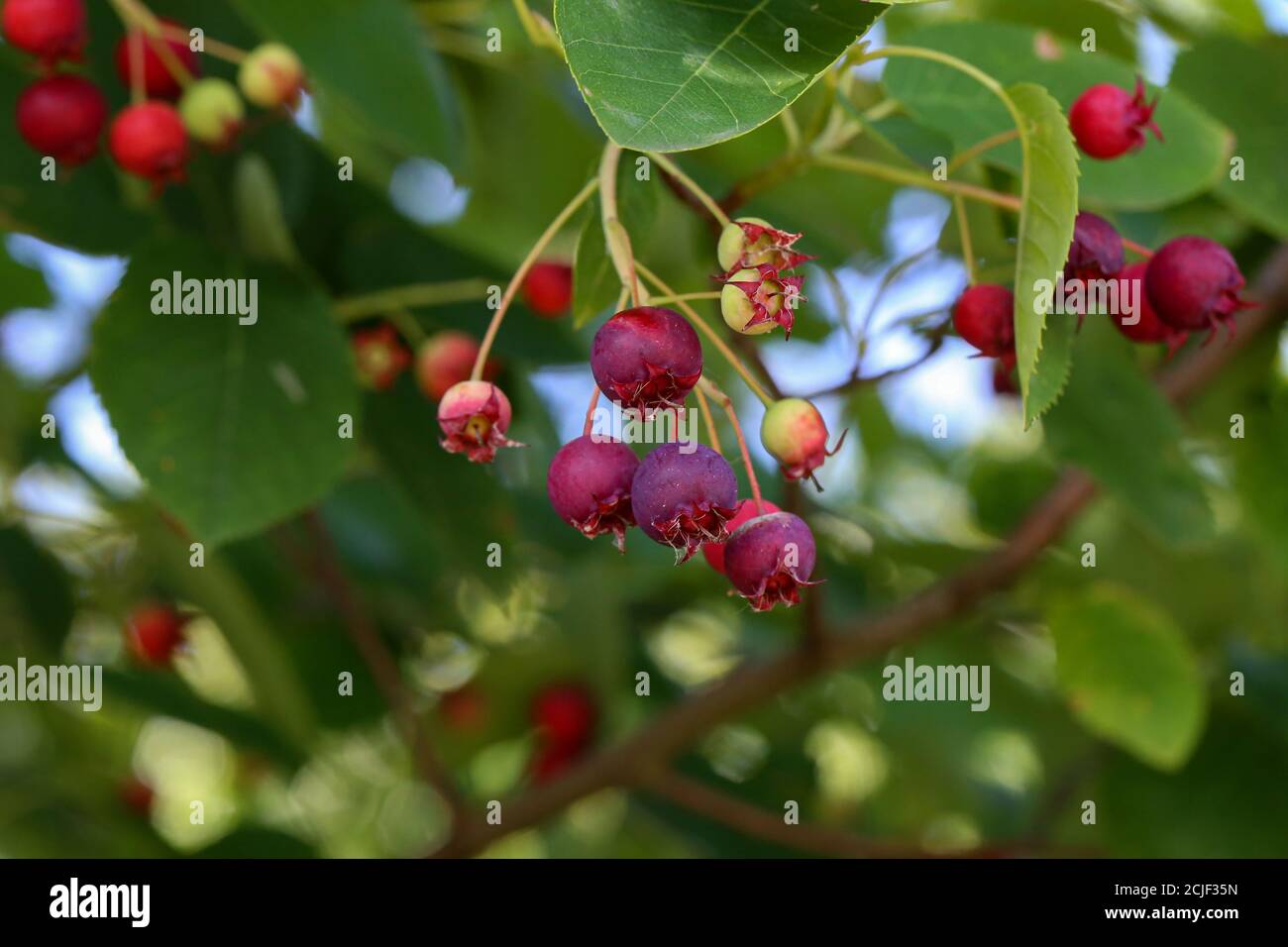 Red berries growing under hi-res stock photography and images - Alamy