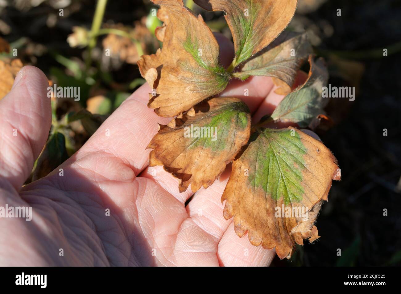 strawberry leaf damage as symptoms of fusarium wilt. Stock Photo