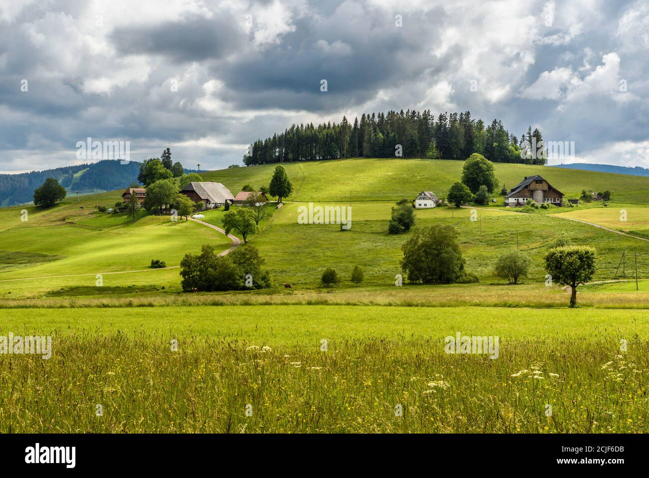 Green pastures and farmhouses in the Black Forest, Breitnau, Baden-Wuerttemberg, Germany Stock Photo