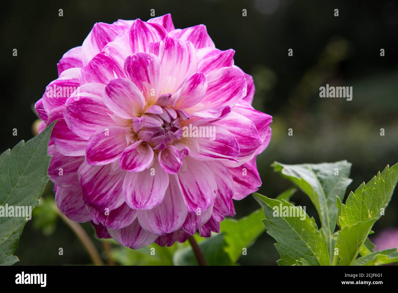 Dahlia close hi-res stock photography and images - Alamy