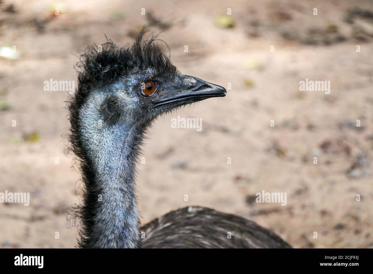 Emu Height close up of an emu head, The emu is the second-largest living bird by ...