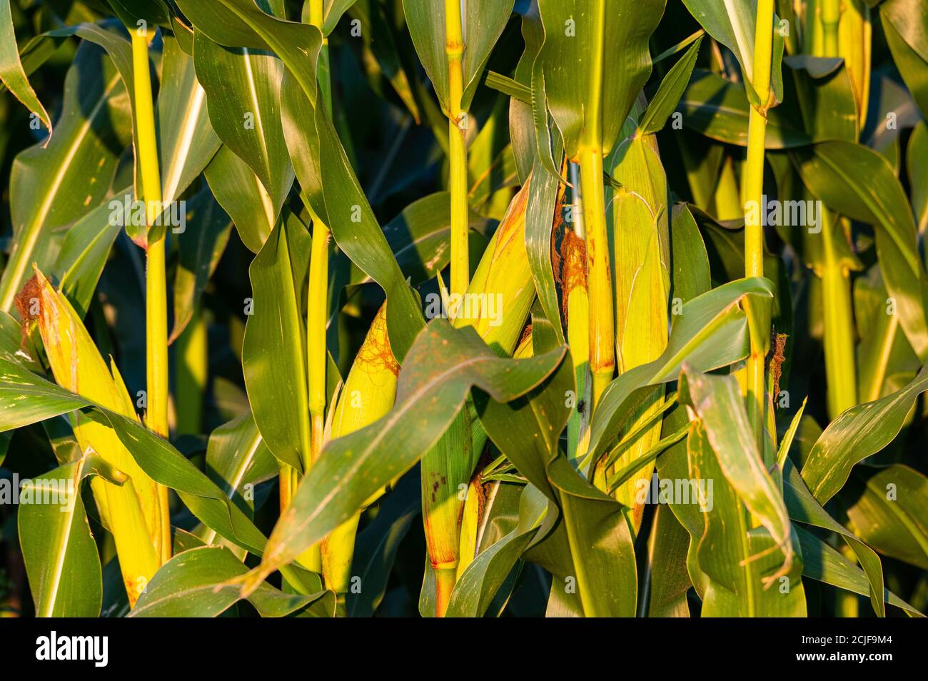 the maize in a maize field is almost ripe for picking with large