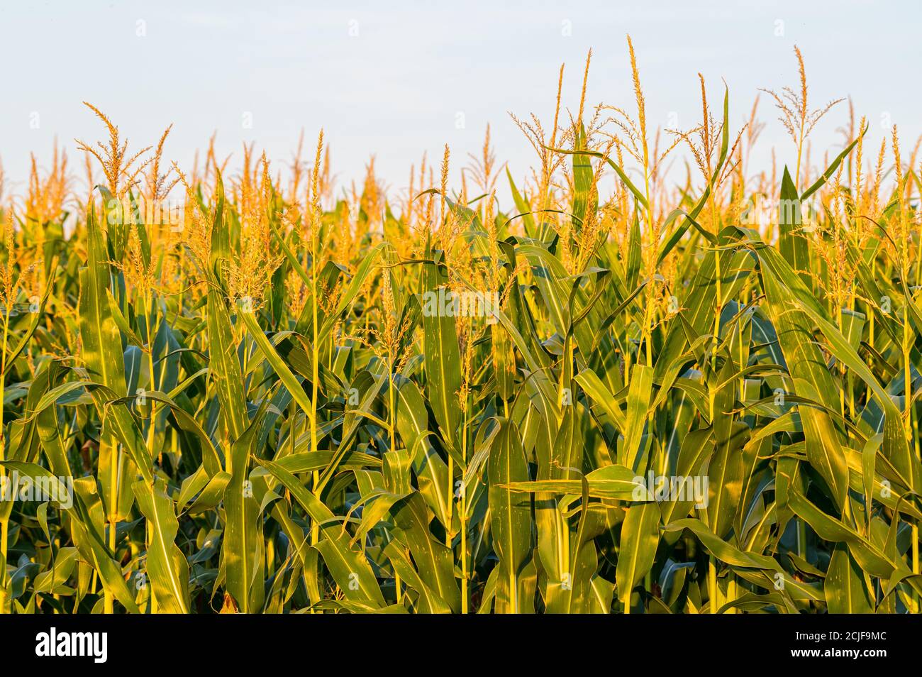 the maize in a maize field is almost ripe for picking with large