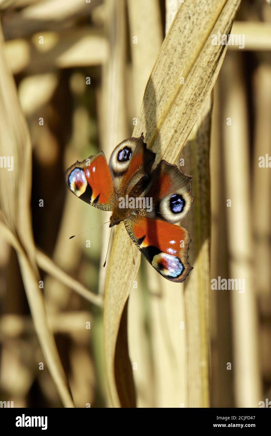 Butterfly European Peacock on dried bamboo leaves Stock Photo