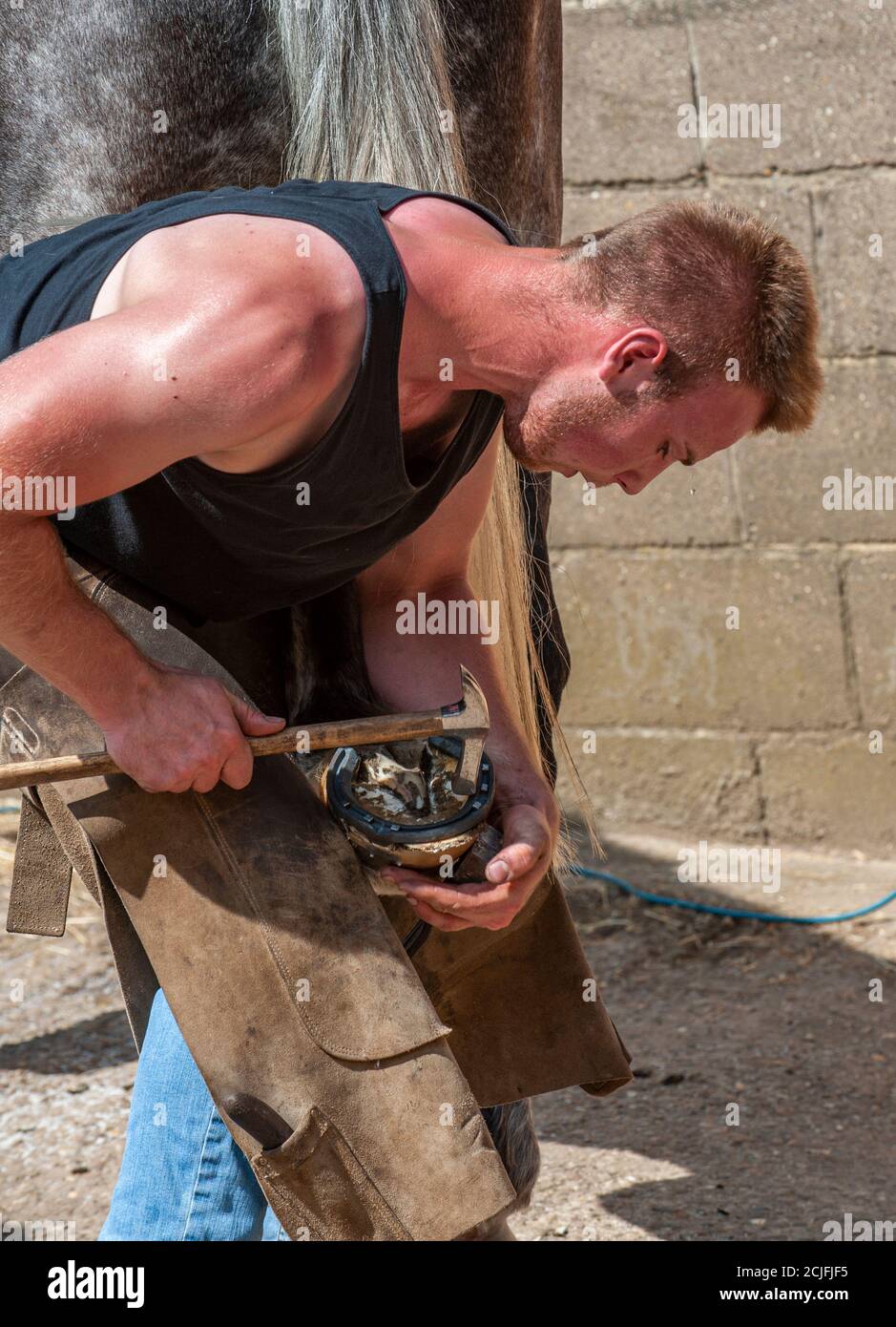 A farrier shoeing a horse or putting a new horseshoe on a horse Stock Photo