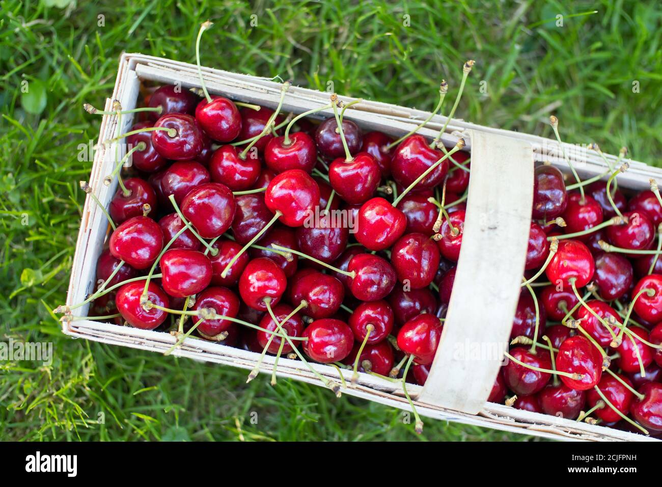 Ripe cherries in the basket on the lawn Stock Photo