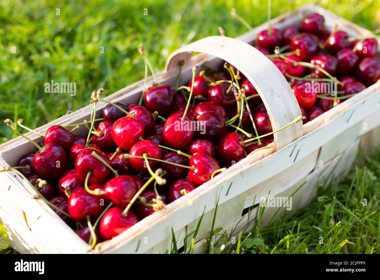 Ripe cherries in the basket on the lawn Stock Photo