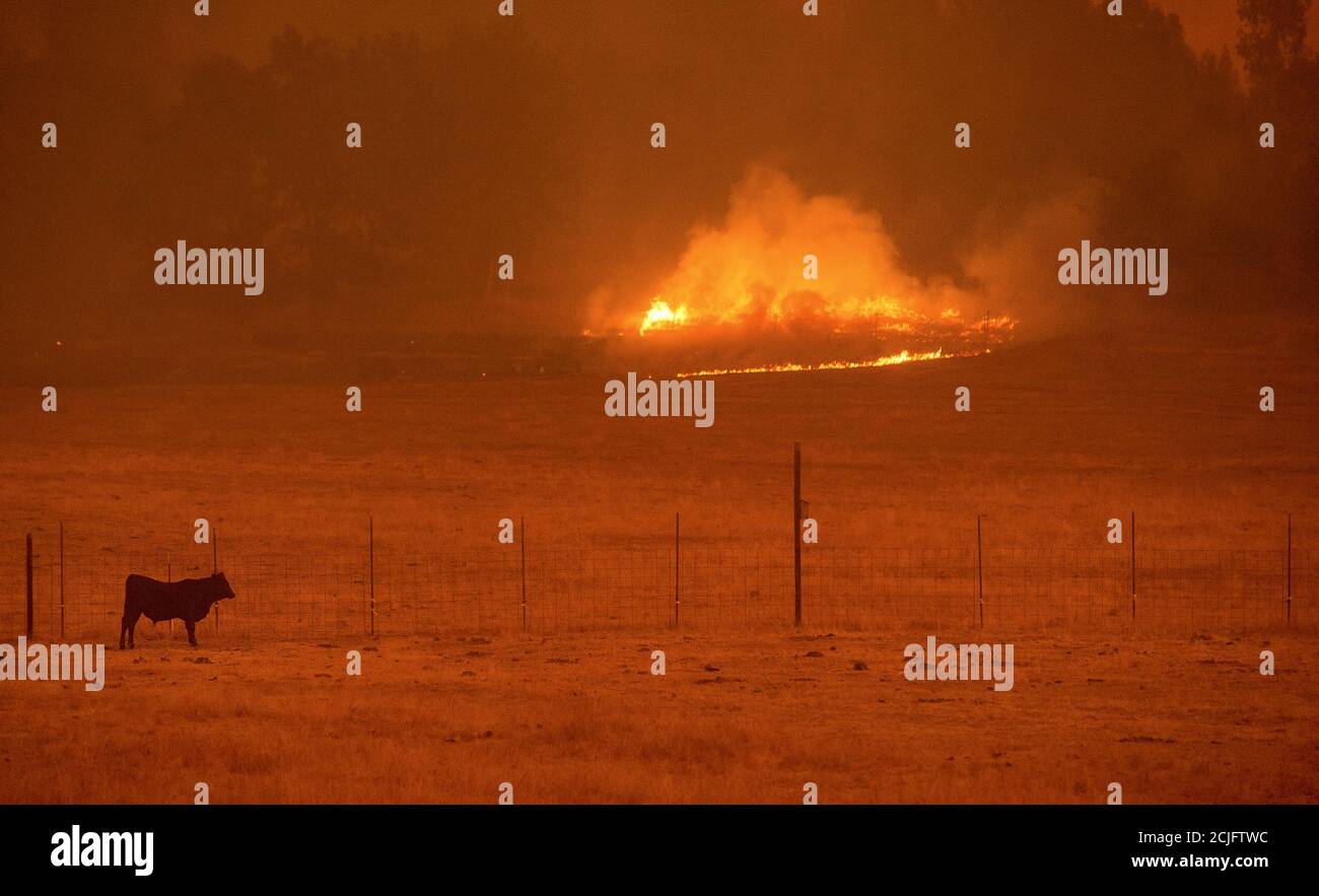 A cow grazes in a pasture as the Butte Fire burns Mountain Ranch, California September 11, 2015. The so-called Butte Fire has destroyed six homes and two outbuildings since it erupted on Wednesday near the former gold mining town of Jackson. Governor Jerry Brown on Friday declared a state of emergency for Amador and Calaveras counties, which were damaged by the blaze. REUTERS/Noah Berger Stock Photo
