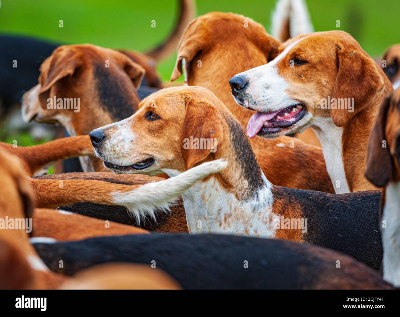 Belvoir, Grantham, Lincolnshire, UK - The Belvoir Hunt's Foxhounds Stock Photo
