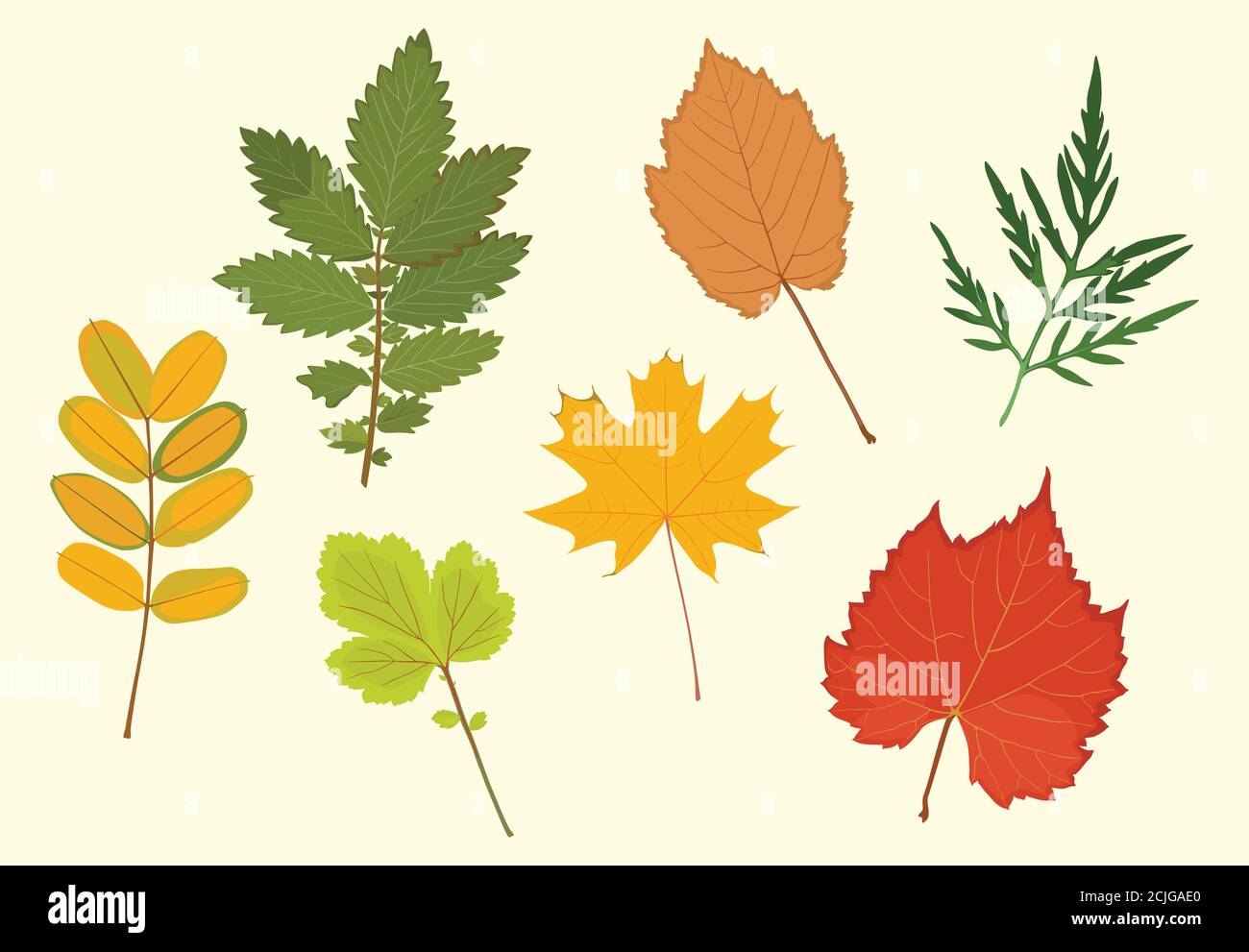 Vector Collection Of Autumn Leaves In Yellow Red Green Colors Isolated On White Background Simple Cartoon Flat Style Stock Vector Image Art Alamy