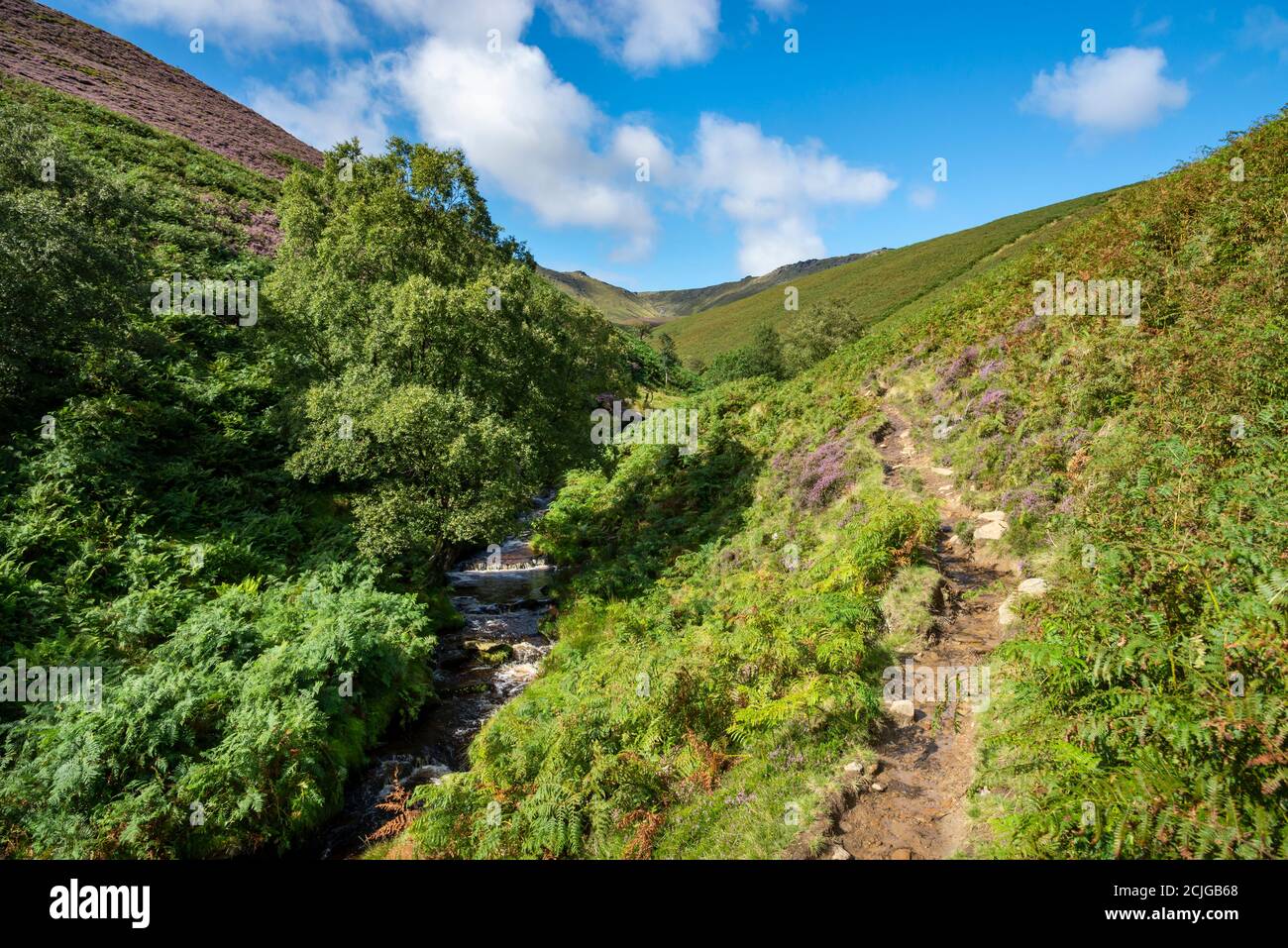 Path along Fairbrook leading up to the northern edge of Kinder Scout, Peak District, Derbyshire, England. Heather in bloom on the moorland slopes. Stock Photo