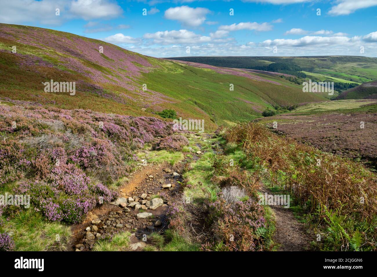 Path along Fairbrook leading up to the northern edge of Kinder Scout, Peak District, Derbyshire, England. Heather in bloom on the moorland slopes. Stock Photo