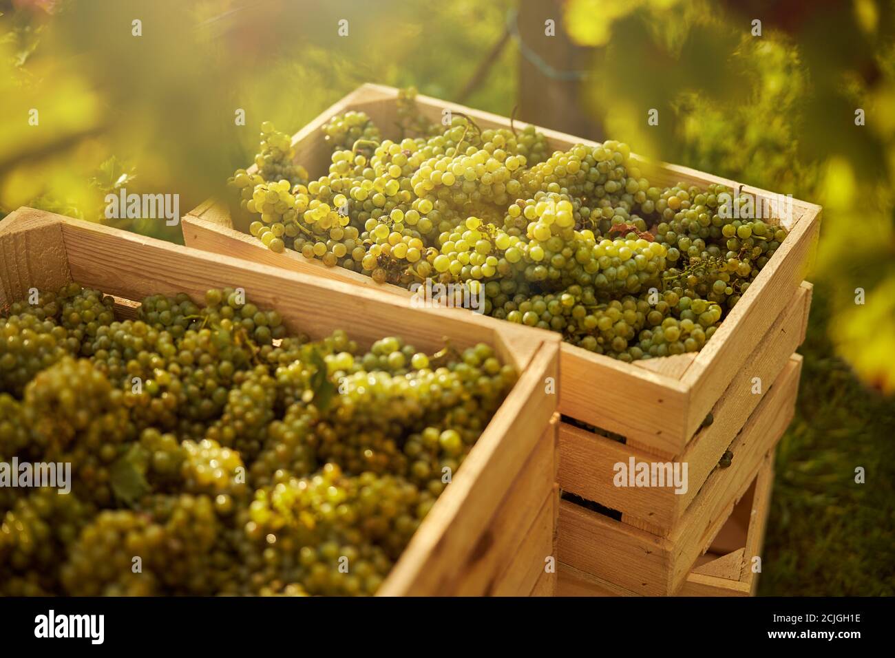 Freshly-picked ripe white grapes in wooden boxes Stock Photo