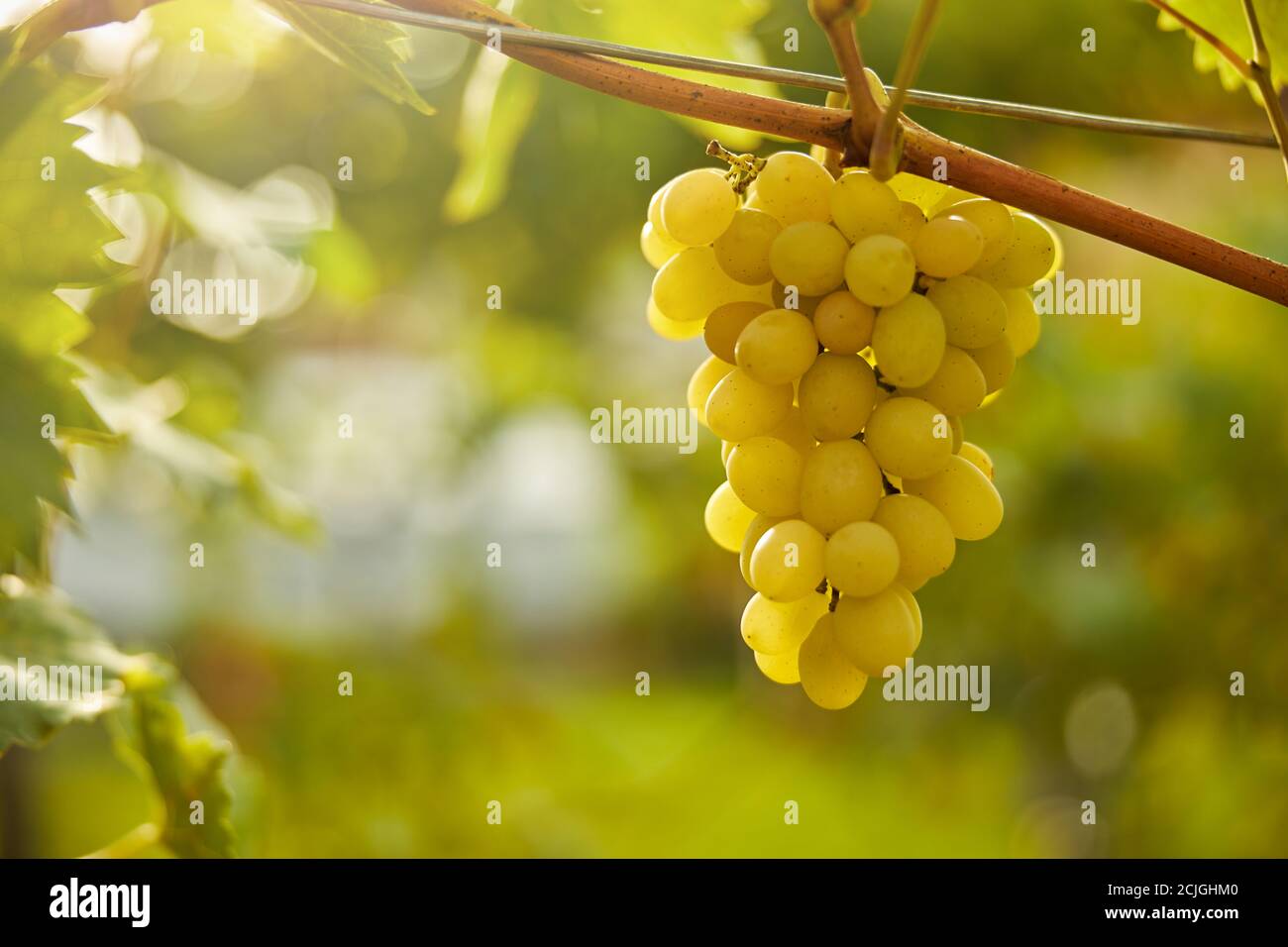 White grapes cluster growing on a grapevine Stock Photo Alamy
