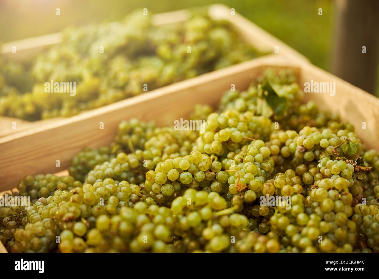 Freshly-harvested ripe white grapes in wooden boxes Stock Photo