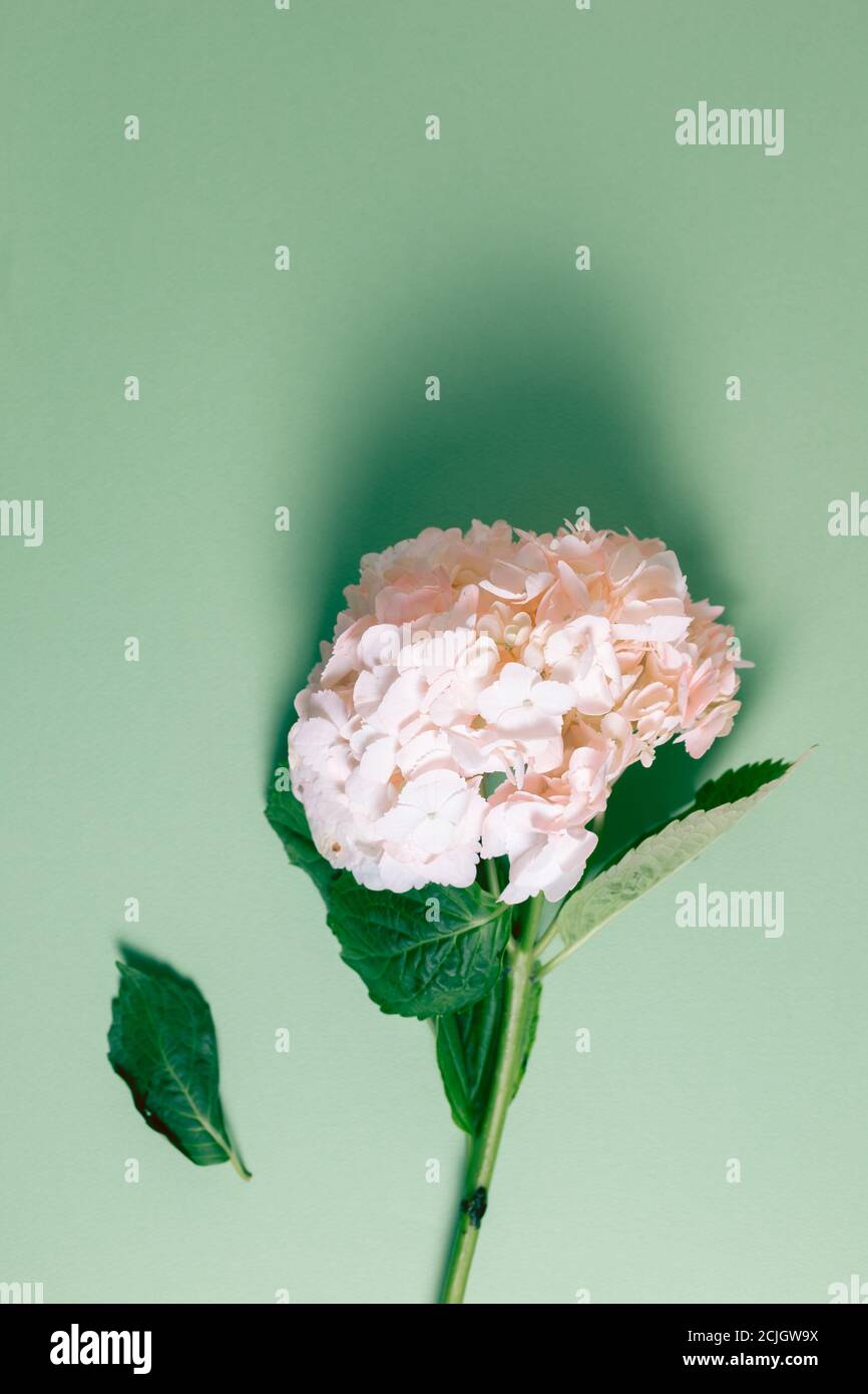 Top view green hydrangea hi-res stock photography and images - Alamy