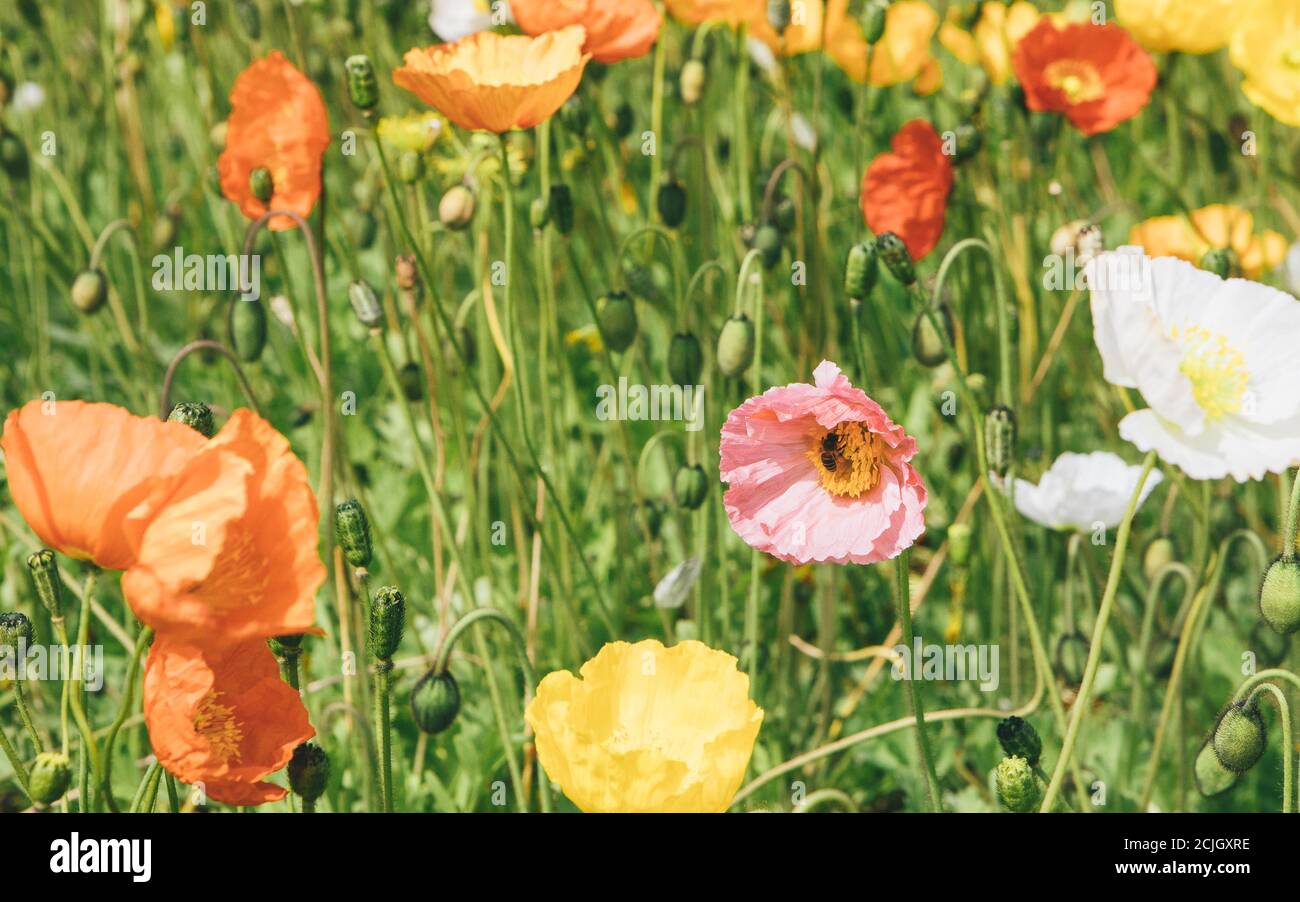 Opium poppy flower bed hi-res stock photography and images - Alamy