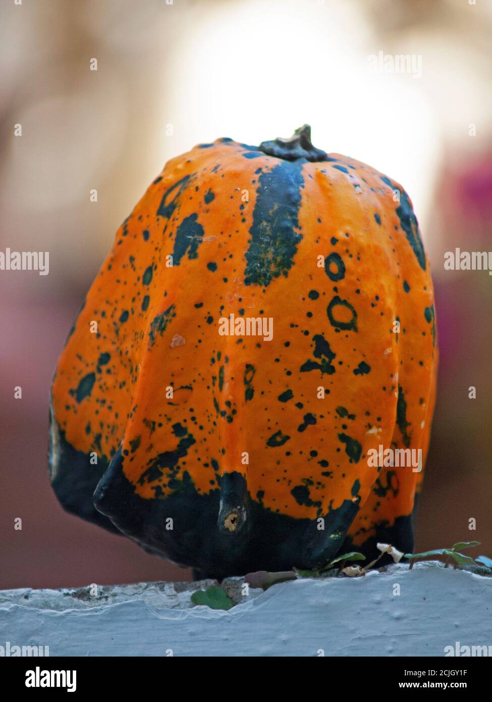 A bumpy gourd Stock Photo
