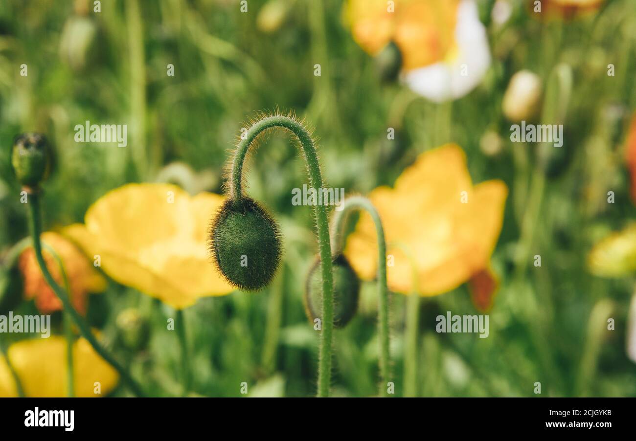 Opium poppy flower bed hi-res stock photography and images - Alamy